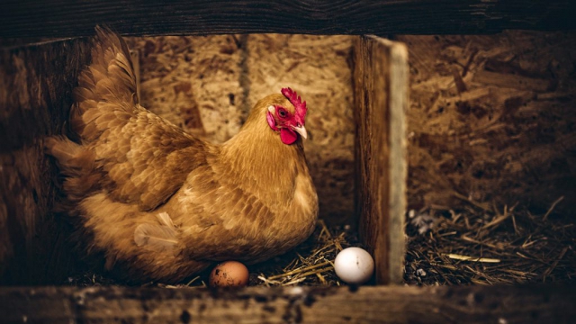 kura wysiaduje jajka